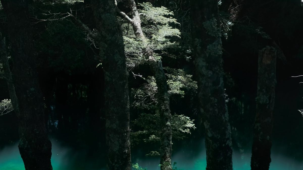 Bosque arriba en la montana